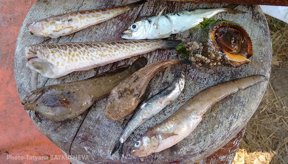 Ето каква риба се лови сега по Южното Черноморие - E-Burgas.com