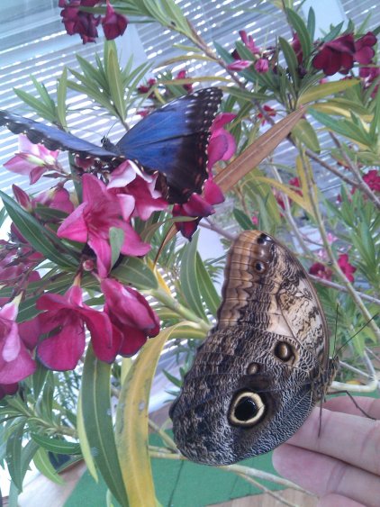 Сова, синьо и бяло морфо, забележителни нощни пеперуди – вижте ги на живо във „Флората“ - E-Burgas.com