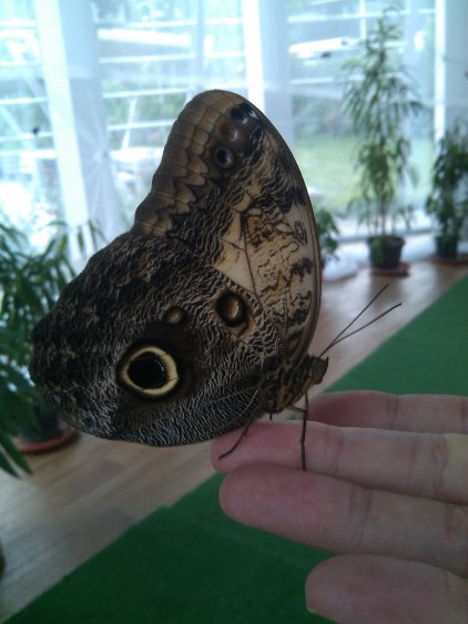 Сова, синьо и бяло морфо, забележителни нощни пеперуди – вижте ги на живо във „Флората“ - E-Burgas.com