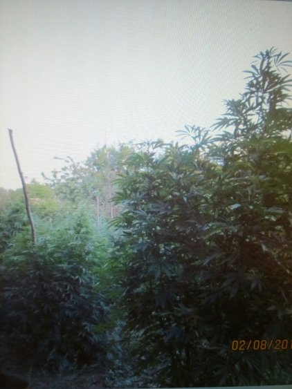 Рекорд! Арестуваха двама бургазлии със 150 кг. канабис в наркоферма на село (снимки) - E-Burgas.com
