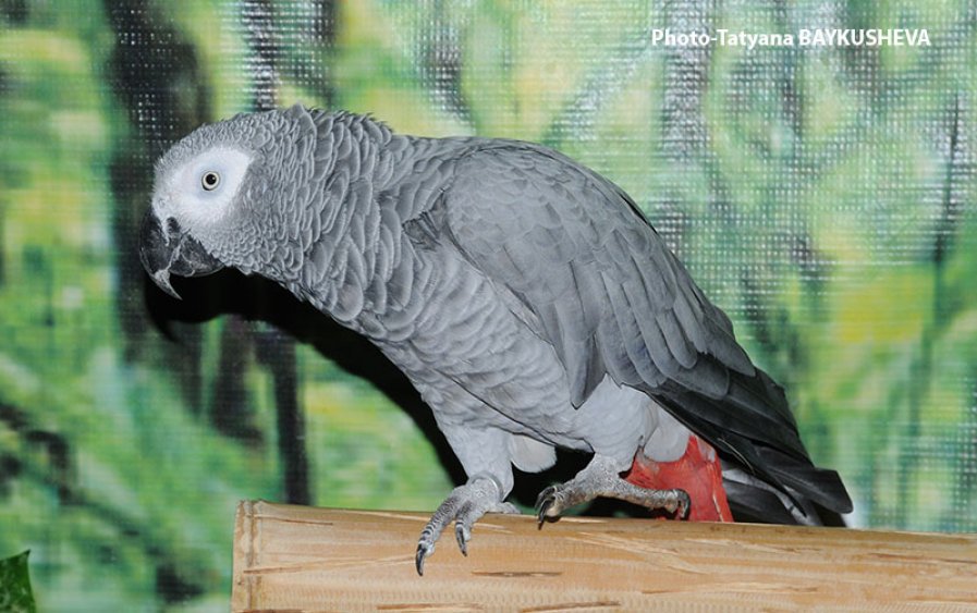 Папагалът Жоро, който може да пее и рецитира стихове