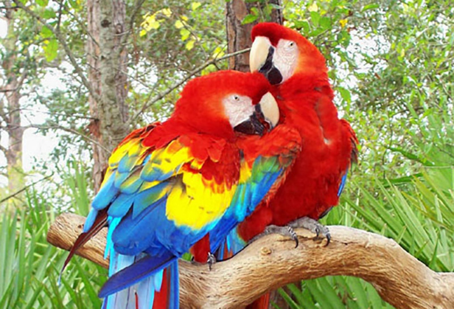 I ve parrot. Попугай ара и Какаду. 2 Попугая ара. Большой попугай ара. Попугай ара самка.