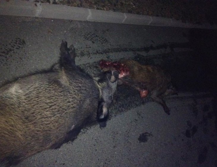 Стадо диви прасета предизвикаха катастрофа на магистралата край Карнобат (Снимки) - E-Burgas.com