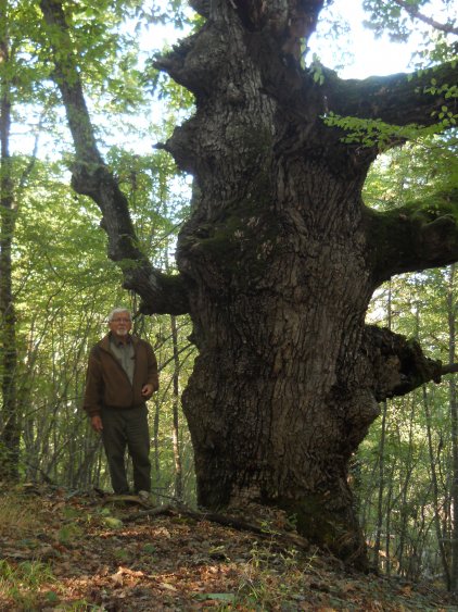 Вековни дървета в Странджа имат нужда от защита - E-Burgas.com