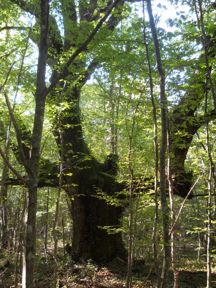 Вековни дървета в Странджа имат нужда от защита - E-Burgas.com