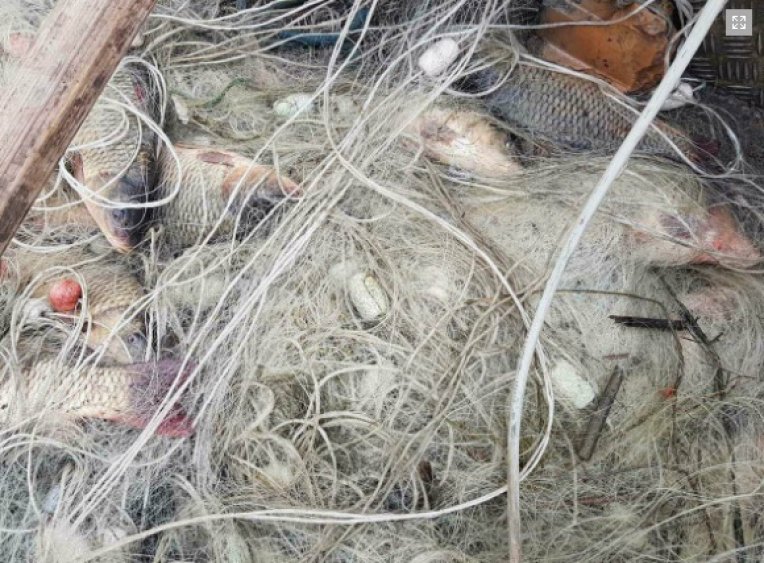 Спасиха стотици шарани от бракониерски мрежи на ИАРА (Снимки) - E-Burgas.com