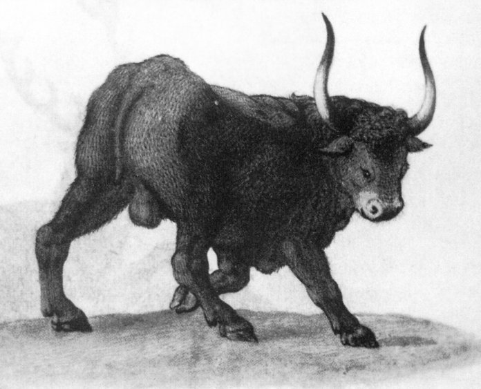 Останки от митичния свиреп див бик тур намериха край Русокастро - E-Burgas.com