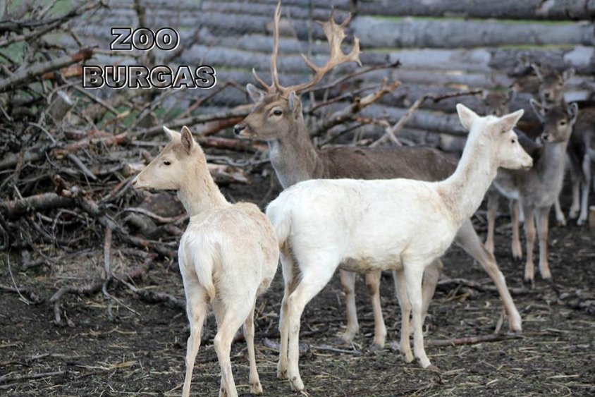 Впрягът на Дядо Коледа в ZOO Бургас се увеличи с две бели кошути (снимки)  - E-Burgas.com