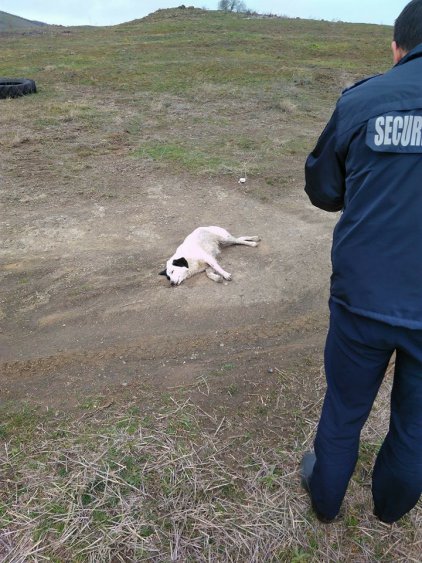 Фондация сигнализира за простреляно куче в Бургас (снимки) - E-Burgas.com