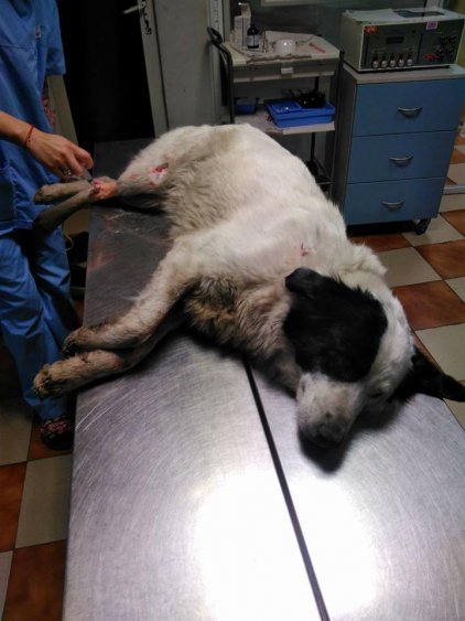 Фондация сигнализира за простреляно куче в Бургас (снимки) - E-Burgas.com