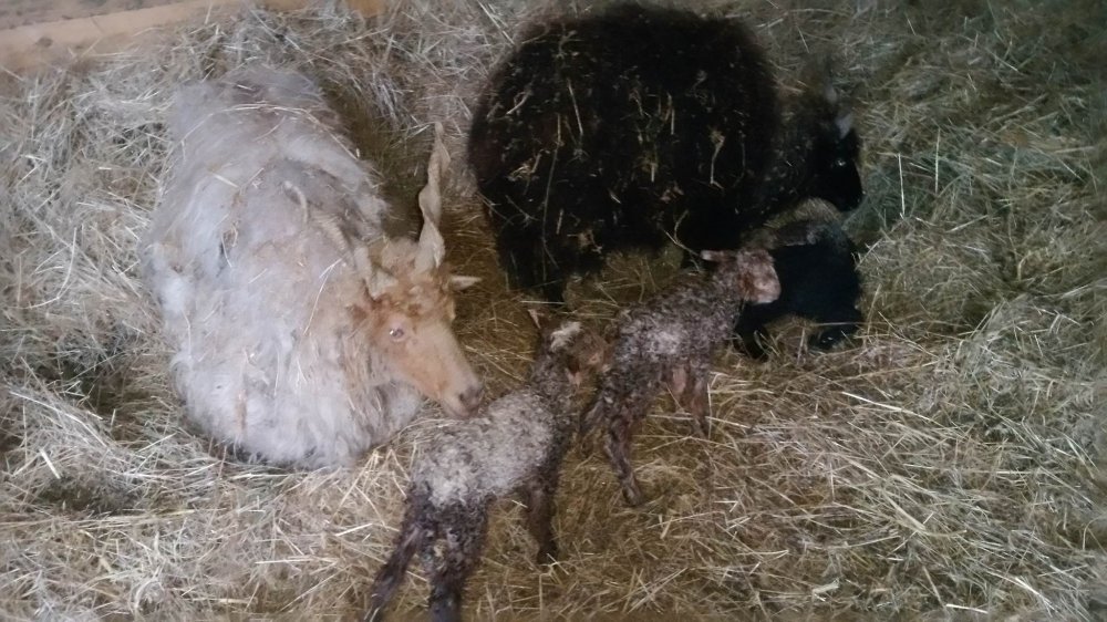 Чудо в ZOO Бургас! Две витороги овце родиха едновременно (снимки)  - E-Burgas.com