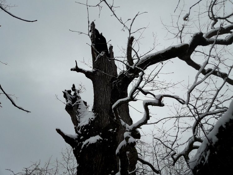  Мълния разцепи 800-годишен дъб в Странджа (снимки)  - E-Burgas.com