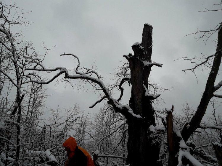  Мълния разцепи 800-годишен дъб в Странджа (снимки)  - E-Burgas.com