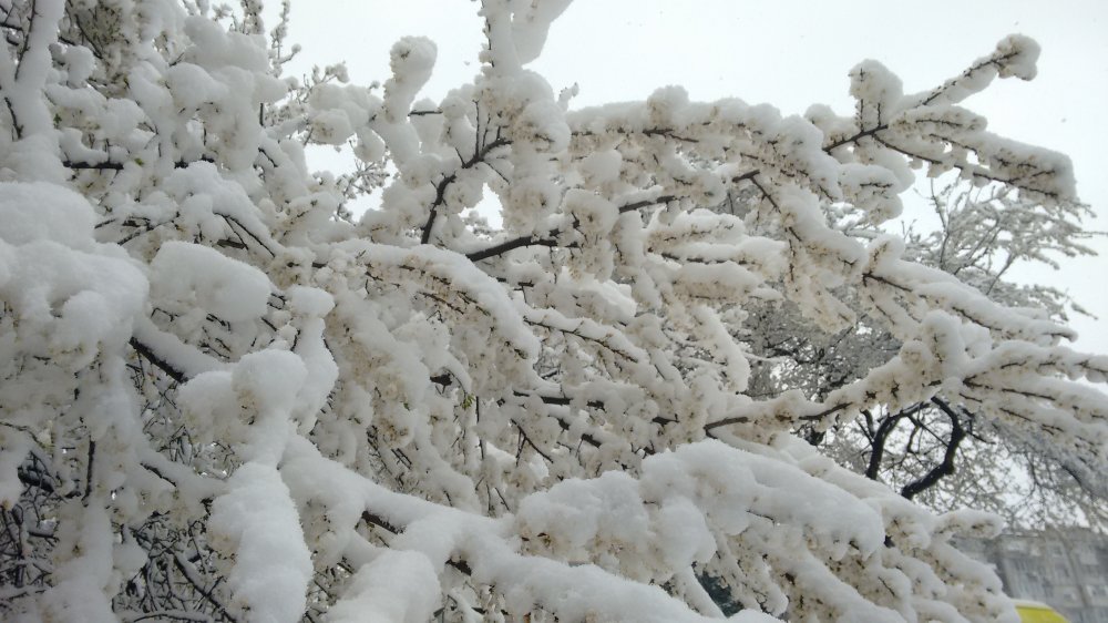 Как снегът ще се отрази на цъфналите дървета в Бургаско? - E-Burgas.com