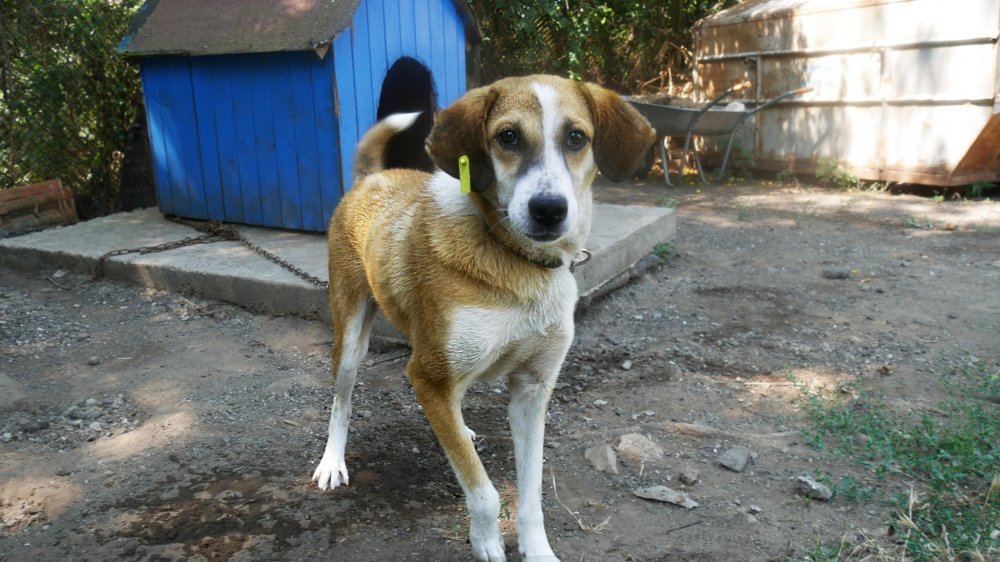 Бургас шампион по осиновени кучета, но приютът пак се пука по шевовете (снимки)  - E-Burgas.com