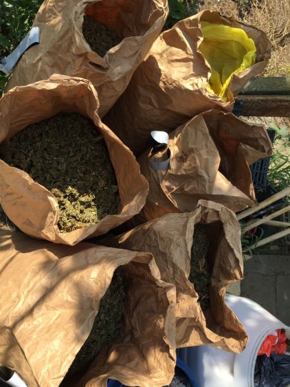 Вижте марихуаната за половин милион лева намерена в Поморийско (СНИМКИ) - E-Burgas.com