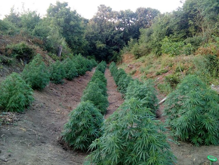 Вижте марихуаната за половин милион лева намерена в Поморийско (СНИМКИ) - E-Burgas.com