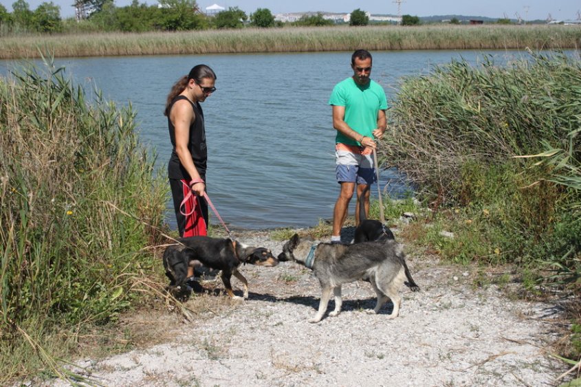 Десетки бургазлии зарадваха с разходка бездомни кучета от приюта край 