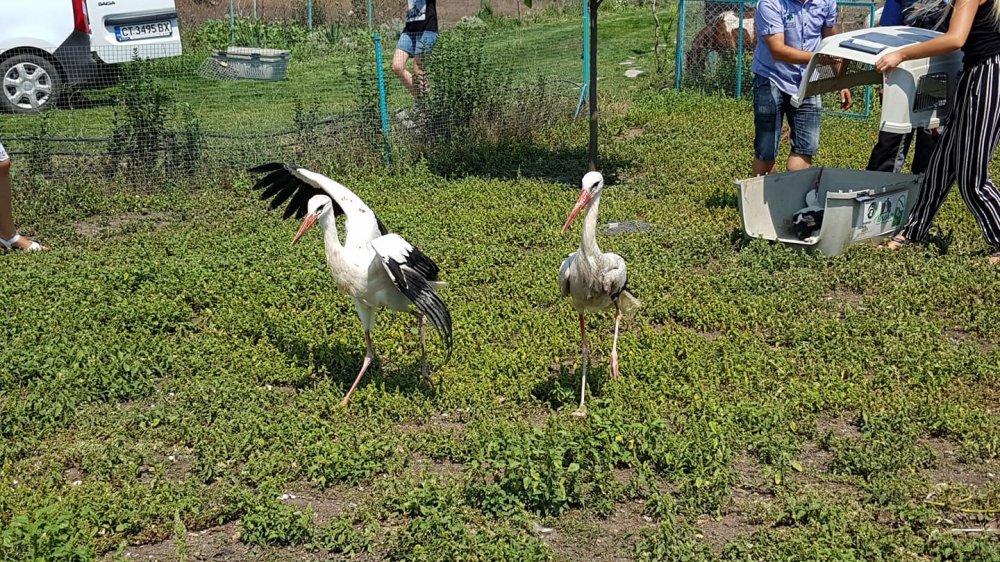 Спасителна акция: Три щъркела и един лебед намериха нов дом в зоопарка на Бургас (снимки)  - E-Burgas.com