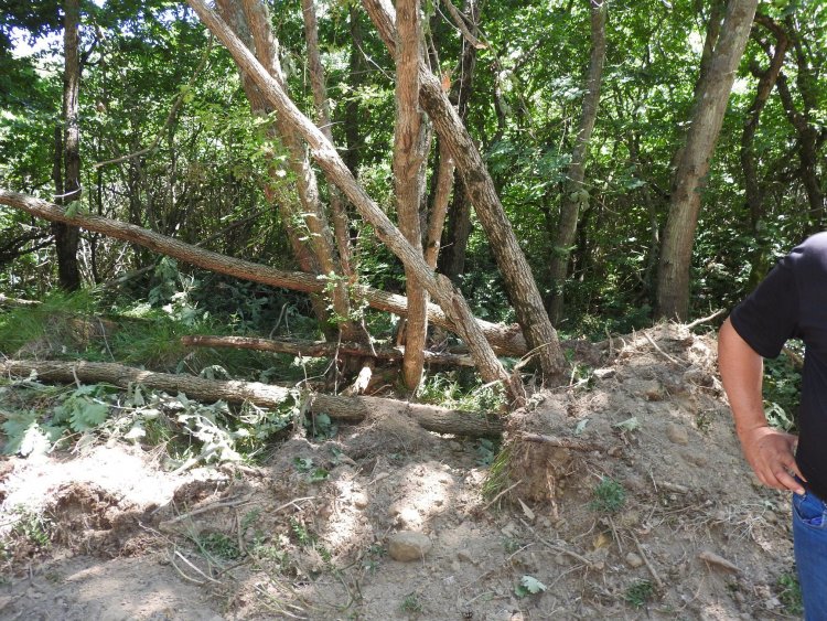 Тежка техника поваля дървета за нов път към плаж Листи заради 