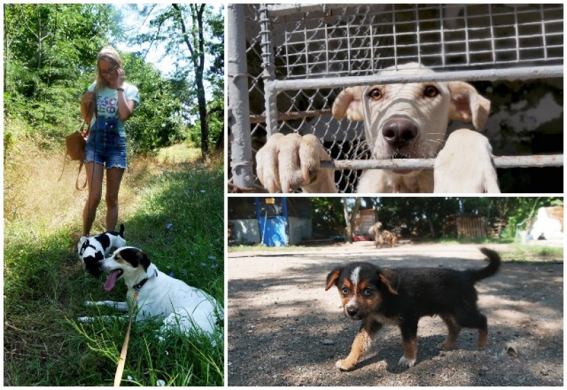 Бургас шампион по осиновени кучета, но приютът пак се пука по шевовете (снимки)  - E-Burgas.com