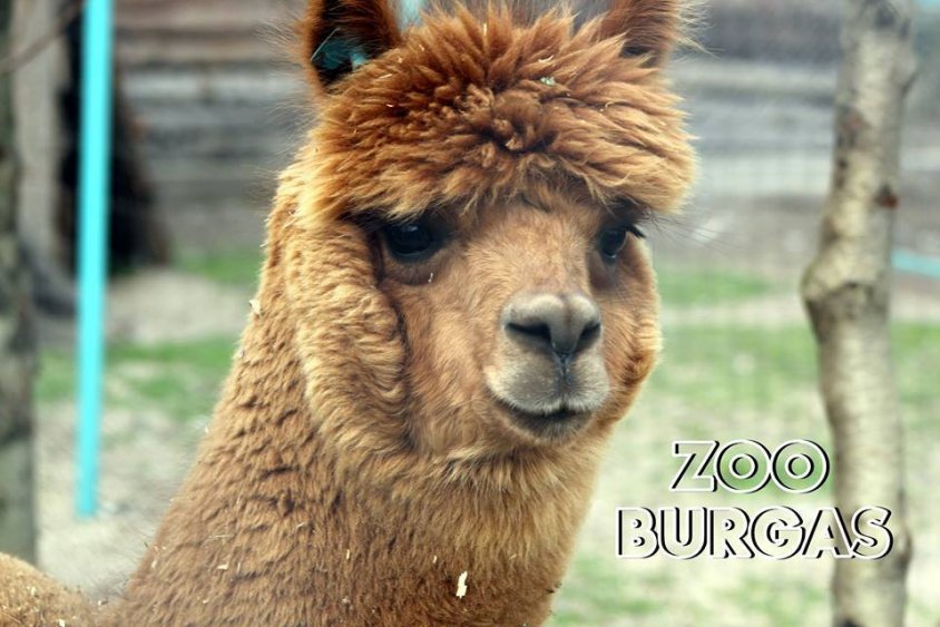 Рекордьор! Марк от зоопарка в Бургас стана баща за 11-ти път (снимки)  - E-Burgas.com