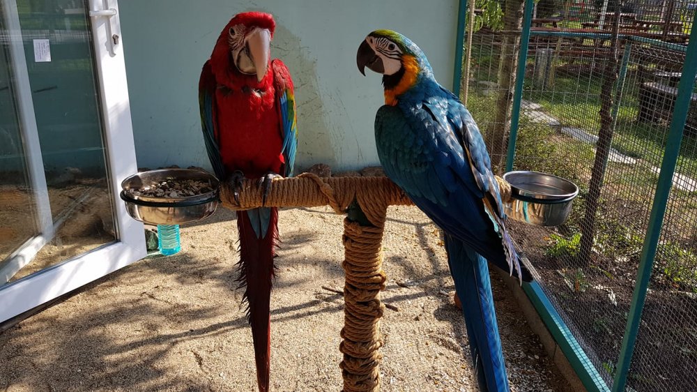 Пако и Моли са новите говорящи обитатели на Зоопарк Бургас (снимки)  - E-Burgas.com