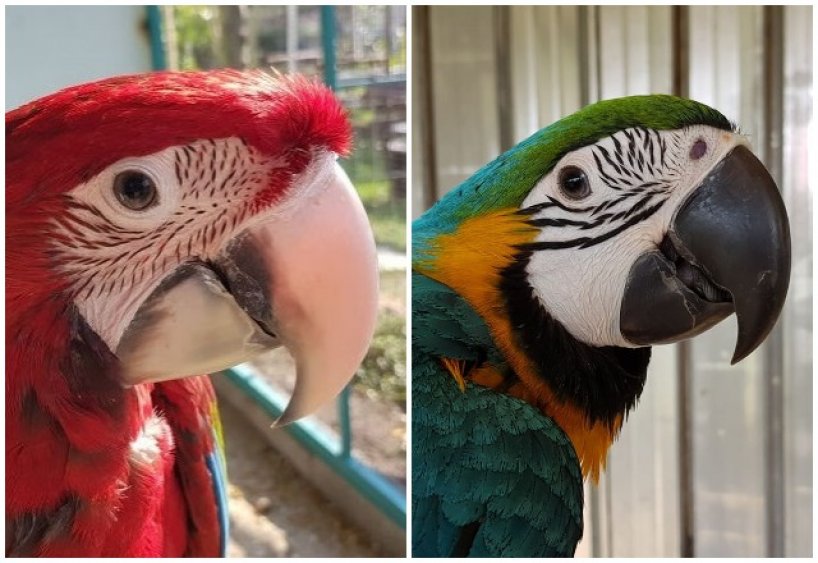 Пако и Моли са новите говорящи обитатели на Зоопарк Бургас (снимки)  - E-Burgas.com