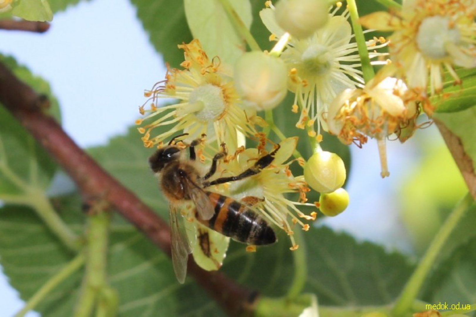 Пчела на липа Кавказская (Tilia Caucasica)
