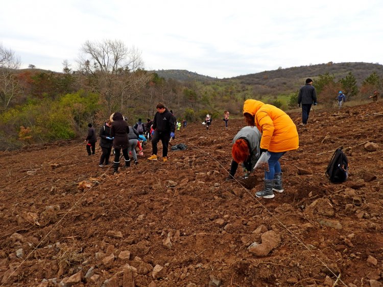 Речено-сторено: Доброволци засадиха нова дъбова гора край Бургас (снимки) - E-Burgas.com