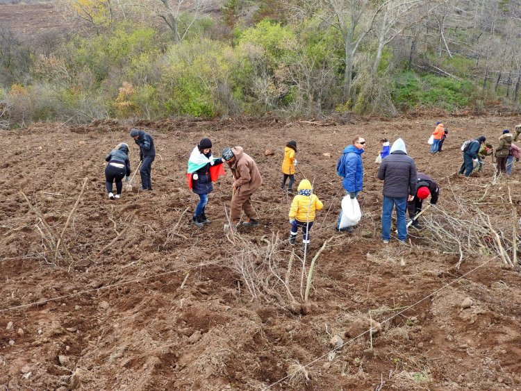 Речено-сторено: Доброволци засадиха нова дъбова гора край Бургас (снимки) - E-Burgas.com