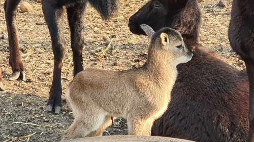 В Зоопарк Бургас днес се родиха ламата Корона и муфлончето Вируслав (снимки) - E-Burgas.com