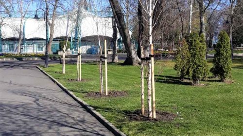 За няколко месеца общината залеси града с хиляди дръвчета собствено производство (Снимки) - E-Burgas.com