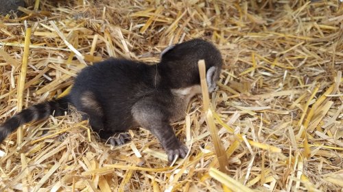 Зоопарк Бургас празнува края на карантината с нови бебета - E-Burgas.com