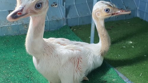Нови бебета можете да видите в Зоопарк Бургас - E-Burgas.com