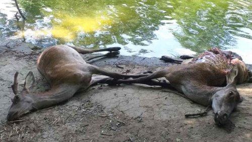 Страховита гледка на Ропотамо: Младо семейство се натъкна на мъртви елени, положени край реката - E-Burgas.com