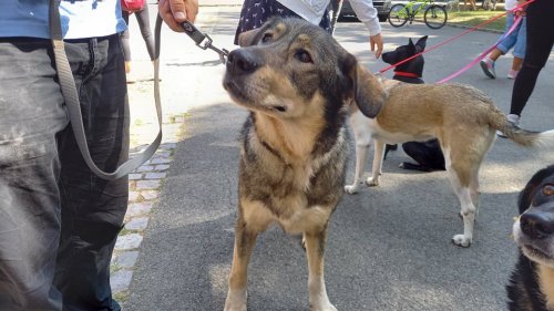 Четири кучета от приюта в Бургас вече си имат нов дом, други шест го очакват (Снимки) - E-Burgas.com