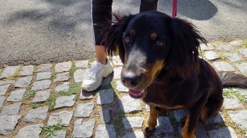 Четири кучета от приюта в Бургас вече си имат нов дом, други шест го очакват (Снимки) - E-Burgas.com