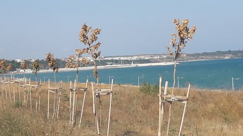 Фотооко: Изсъхнаха новозасадените дръвчета на алеята между Бургас и Сарафово - E-Burgas.com