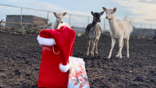 Животните в Зоопарк Бургас получиха своите подаръци за Коледа  - E-Burgas.com