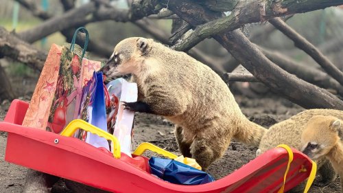 Животните в Зоопарк Бургас получиха своите подаръци за Коледа  - E-Burgas.com