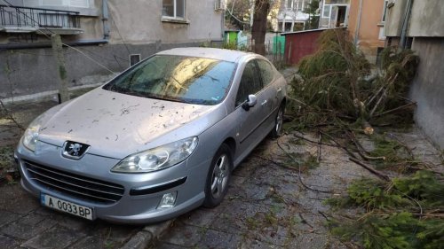 Ураганът в Бургас събори 20 дървета, за щастие няма пострадали  - E-Burgas.com