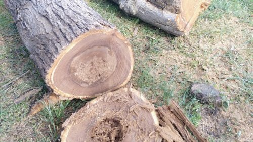 Ураганът в Бургас събори 20 дървета, за щастие няма пострадали  - E-Burgas.com