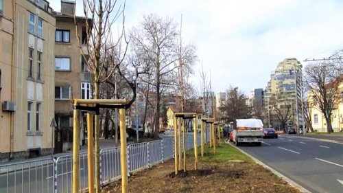 Засаждат от новите дървета и по „Демокрация“ - E-Burgas.com