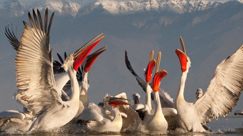  Поставиха сателитен предавател на къдроглав пеликан в Бургас - E-Burgas.com