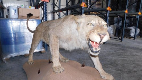 Откриха препариран лъв в частен имот - E-Burgas.com