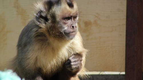 Пролетта в Зоопарк Бургас дойде с нови екзотични обитатели и бейби бум  - E-Burgas.com