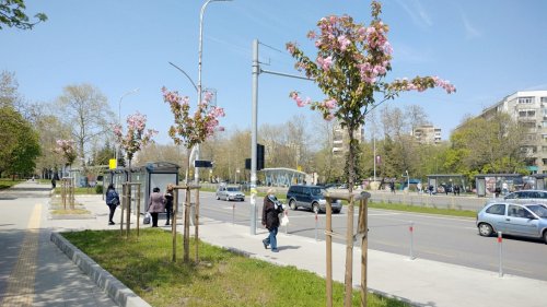 Бургазлии сеят фиданки на подходящи места в града (Снимки) - E-Burgas.com