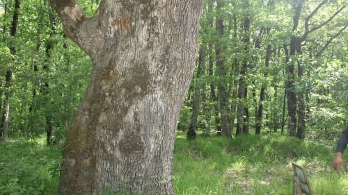 Още 11 дървета в Странджа са обявени за вековни (Снимки) - E-Burgas.com