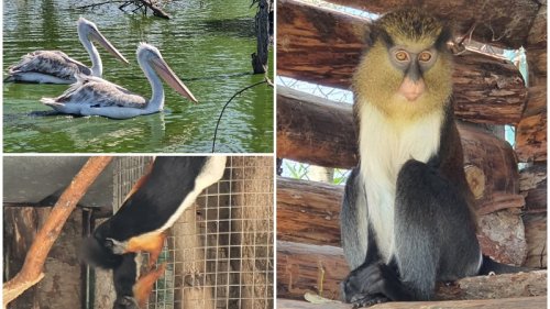 Зоопарк Бургас приютява четири пеликана, които не могат да оцелеят в природата - E-Burgas.com